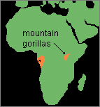 Distribuição disjunta Gorilla gorilla gorila ocidental (terras baixas)