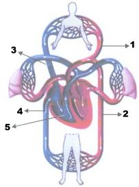 A respeito do esquema e da fisiologia cardiovascular, foram feitas as seguintes afirmações: ( ) O átrio esquerdo recebe sangue proveniente dos pulmões por meio das veias pulmonares e o átrio direito