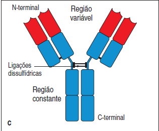 CLASSES DE IMUNOGLOBULINAS OU ISÓTIPOS Cadeia pesada: cinco diferentes classes de cadeias pesadas Difere entre as sequências de aminoácidos e à estrutura dos seus domínios Algumas classes