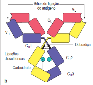 O COMPONENTE DE LIGAÇÃO AO ANTÍGENO Regiões variáveis e constantes Variabilidade da sequencia de aminoácidos Cadeia leve - VL