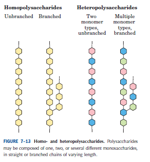 POLISSACARÍDEOS Formados pela ligação de mais de 20 monossacarídeos. Podem formar cadeias lineares ou ramificadas.