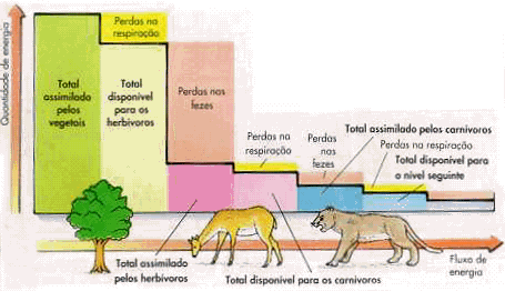 FLUXO DE MATÉRIA E