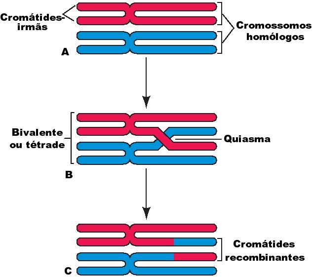 PRÓFASE I Essa Fase da meiose I é subdivida em cinco subfases: - Leptóteno: início da condensação dos cromossomos; - Zigóteno: pareamento dos cromossomos homólogos; - Paquíteno: pares de cromossomos
