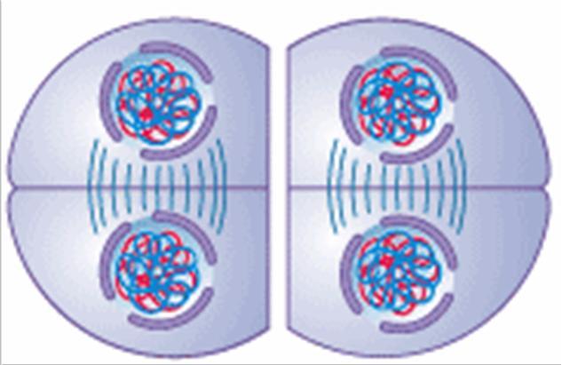 TELÓFASE II A telófase II é caracterizada pelos seguintes eventos: - Cromossomo se descondensam; -
