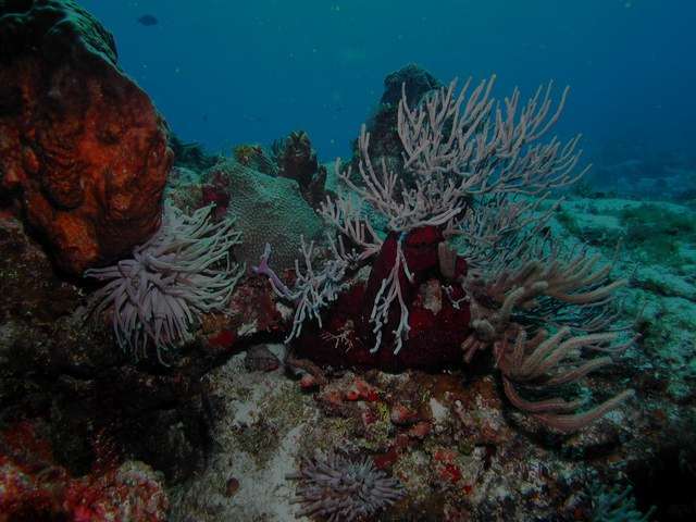 Os equinodermos são pouco usados como alimento; no entanto, Habitantes da bacia do Mediterrâneo comem. 1. Assadas ou cruas,as gônadas do ouriço-do-mar. 2.