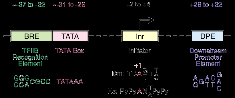 Nas células eucarióticas a região promotora contém uma sequência muito conservada chamada caixa TATA situada tipicamente na