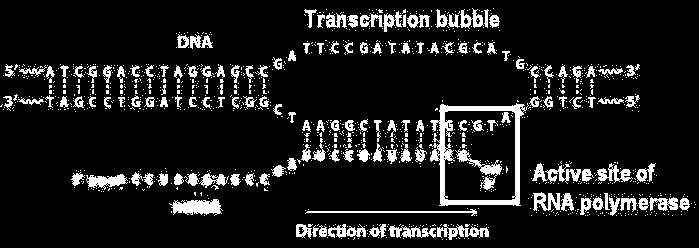 Durante a transcrição forma-se uma hélice DNA:RNA transitória e uma bolha transcricional.