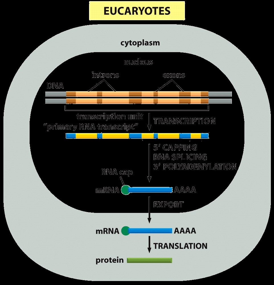 Transcrição e tradução em eucariontes Sequência codificante interrompida por sequências