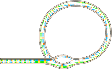 Telômero Repetições de uma seqüências única de DNA, em mamíferos: AGGGT O DNA do telômero dobra-se sobre si