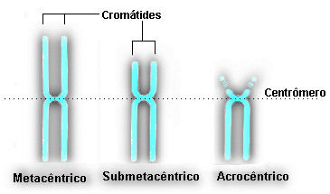 Tipos de cromossomos quanto a posição do centrômero. Metacêntrico: Apresenta um centrômero mais ou menos central e braços de comprimentos aproximadamente iguais.