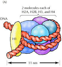 Cromatina É o complexo de DNA, proteínas histônicas e não
