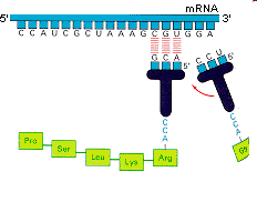 ÁCIDOS NUCLEICOS Existem 3 tipos diferentes de RNAs RNA ribossômico faz parte da estrutura do ribossomo; RNA transportador leva o aminoácido até o ribossomo (trinca de