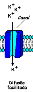 Transporte de solutos CANAIS: São proteínas que funcionam como poros seletivos, pelos quais íons podem se difundir É sempre PASSIVO (o íon a ser transportado não se liga a