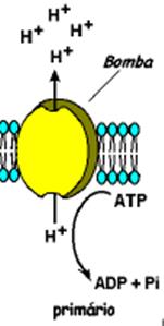 Transporte de solutos BOMBAS: Também são proteínas integrais de membrana e são ativadas por energia química (ATP) As principais bombas em vegetais são: # H + -ATPases # Ca 2+ -ATPases Na membrana