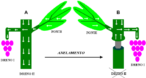 Translocação de solutos Prática do anelamento na produção de uva.