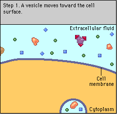 Exocitose (exo = exterior + kytos = célula). É o processo inverso à endocitose, no qual as células libertam para o meio extracelular substâncias armazenadas em vesículas exocíticas.