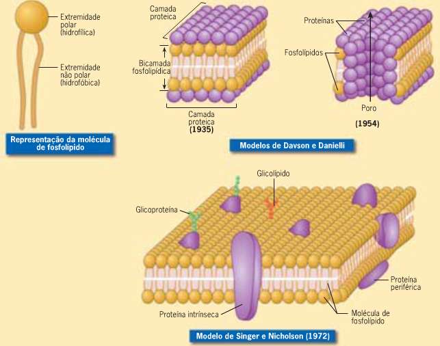 Tendo em conta as características dos fosfolípidos (moléculas