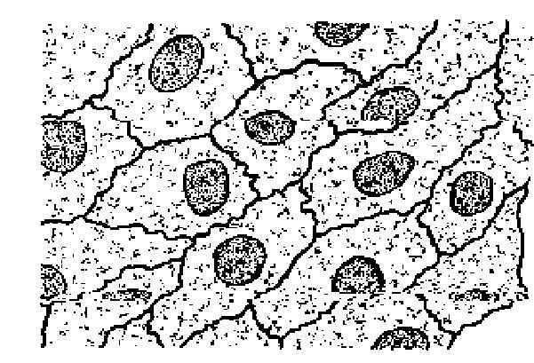 Células geralmente poliédricas (justapostas).