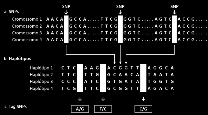 Haplótipos Um haplótipo é um conjunto de SNPs ligados em um mesmo cromossomo