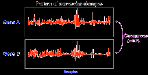 Coexpressão gênica Comparação entre tecidos, linhagens, indivíduos, amostras Coeficiente da correlação de Pearson (-1 até 1) Base da
