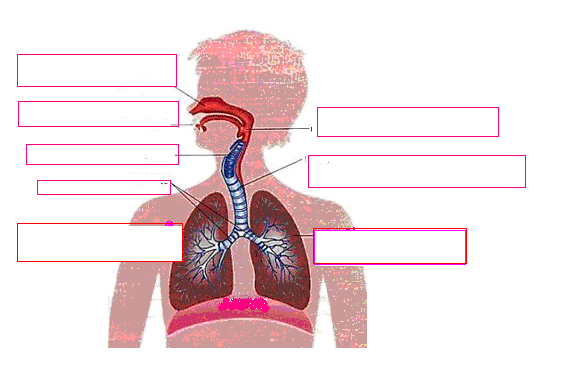 ( ) cavidades nasais faringe esôfago traquéia brônquios bronquíolos alvéolos pulmonares vasos sanguíneos células. ( ) cavidades nasais brônquios vasos sanguíneos traquéia.