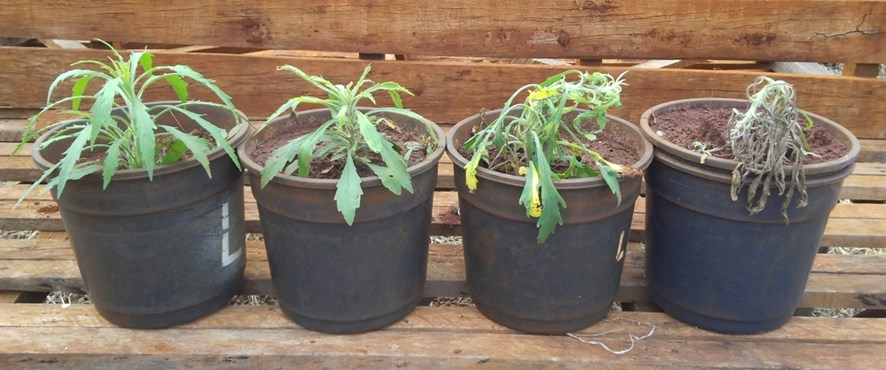 br Núcleo de Estudos Avançados em Ciência das Plantas Daninhas NAPD/UEM www.napd.uem.br - napd@uem.