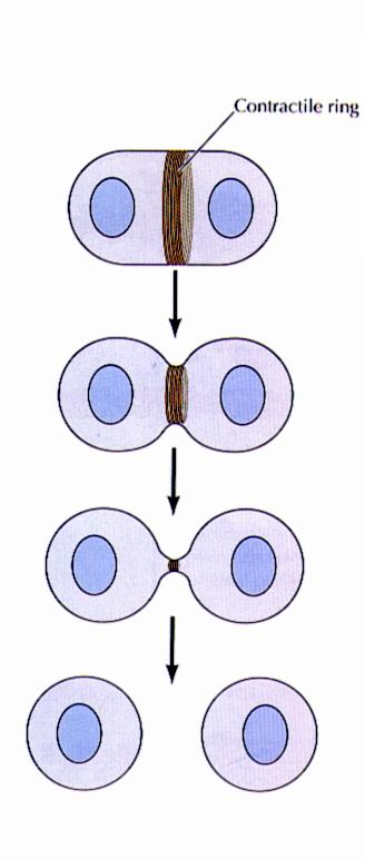 Microfilamentos