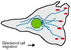 MICROTUBULOS (organising centres and polarity) Basal body + Migrating cell MTOC Centrosome
