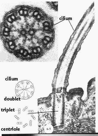 Cilio Micrografia eletrônica de secções transversal e