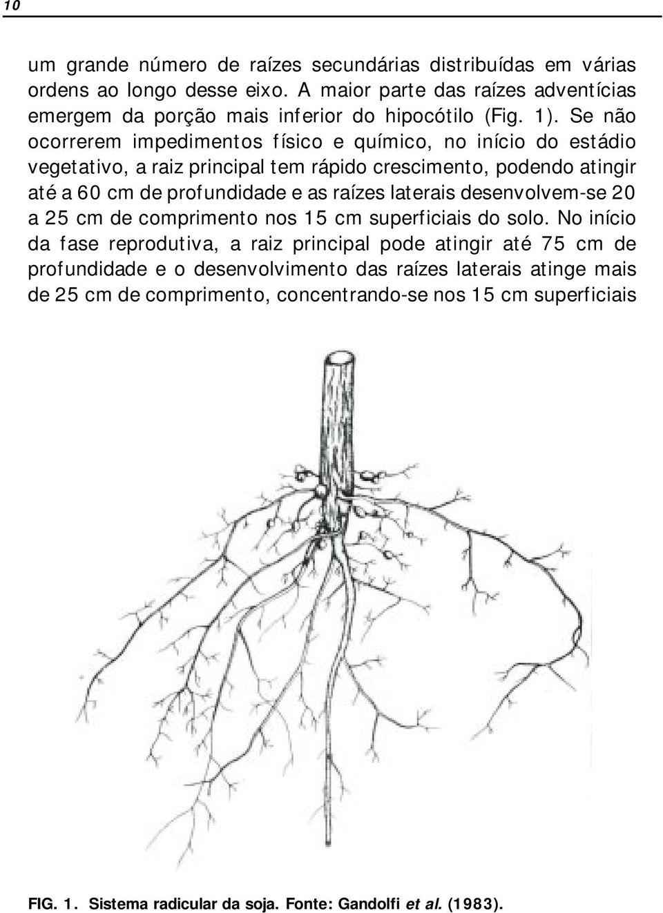 Se não ocorrerem impedimentos físico e químico, no início do estádio vegetativo, a raiz principal tem rápido crescimento, podendo atingir até a 60 cm de profundidade e as raízes