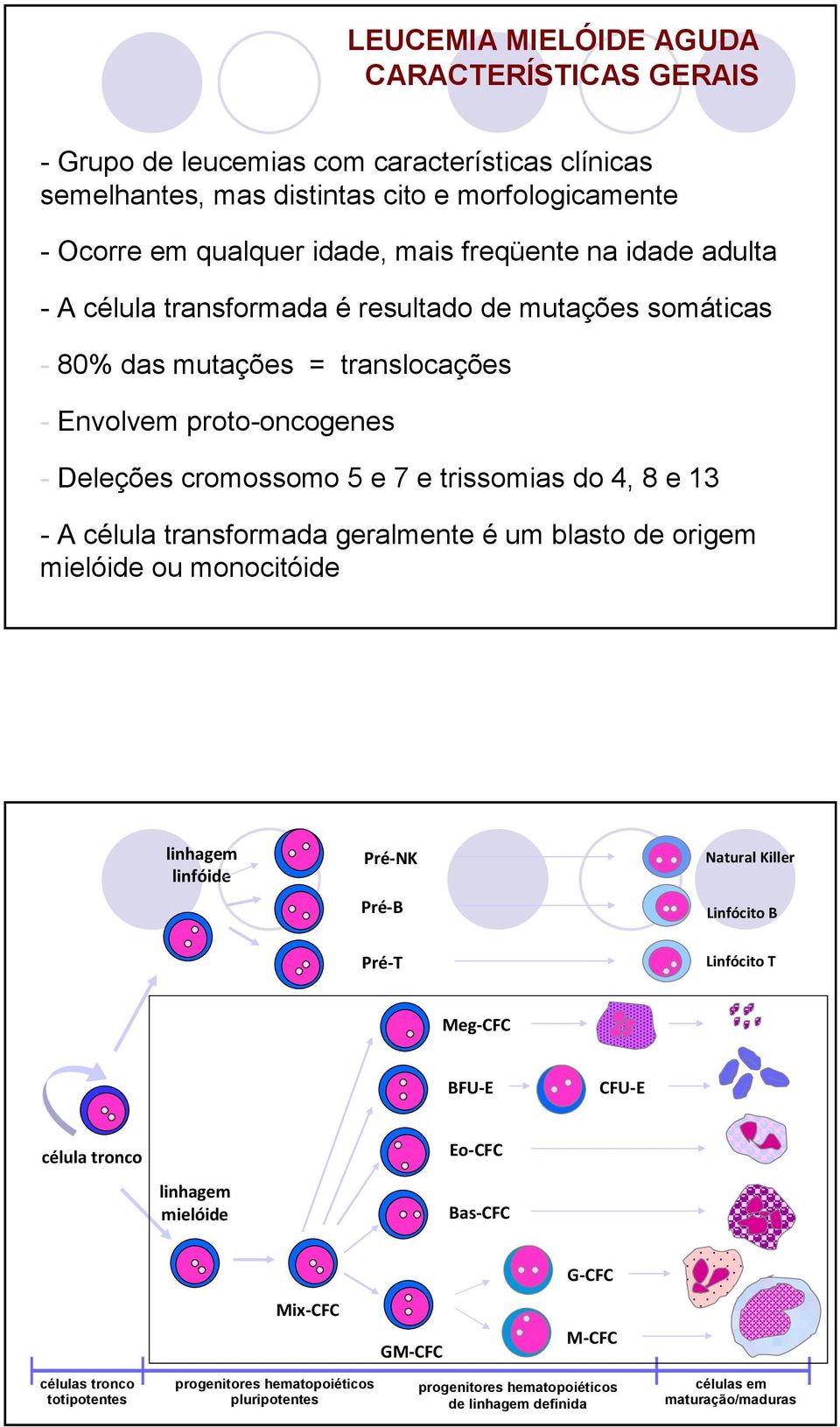 célula transformada geralmente é um blasto de origem mielóide ou monocitóide linhagem linfóide Pré-NK Pré-B Natural Killer Linfócito B Pré-T Linfócito T Meg-CFC BFU-E CFU-E célula tronco Eo-CFC