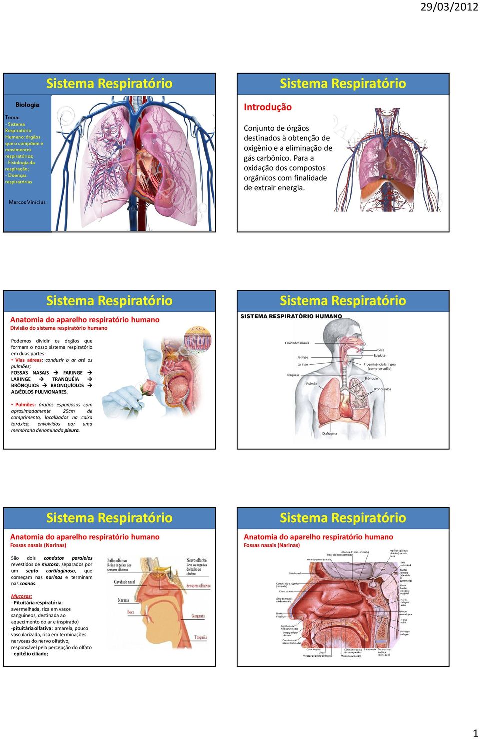 Marcos Vinícius Divisão do sistema SISTEMA RESPIRATÓRIO HUMANO Podemos dividir os órgãos que formam o nosso sistema respiratório em duas partes: Vias aéreas: conduzir o ar até os pulmões; FOSSAS