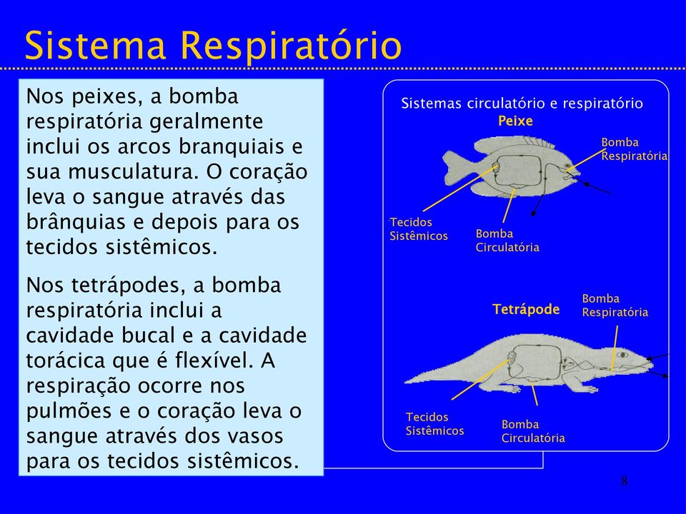 Nos tetrápodes, a bomba respiratória inclui a cavidade bucal e a cavidade torácica que é flexível.