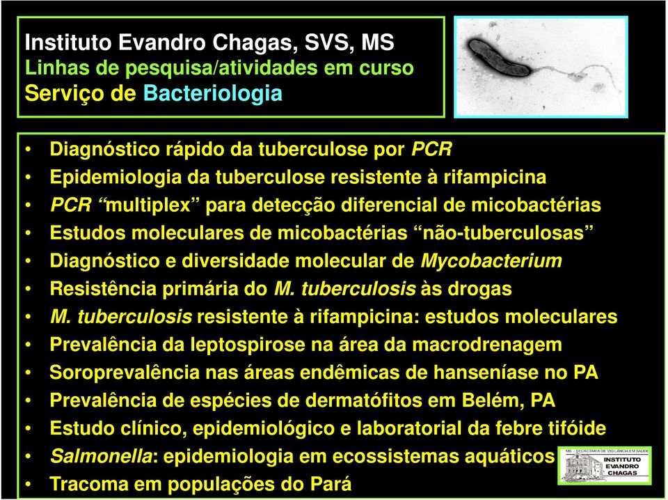 tuberculosis às drogas M.
