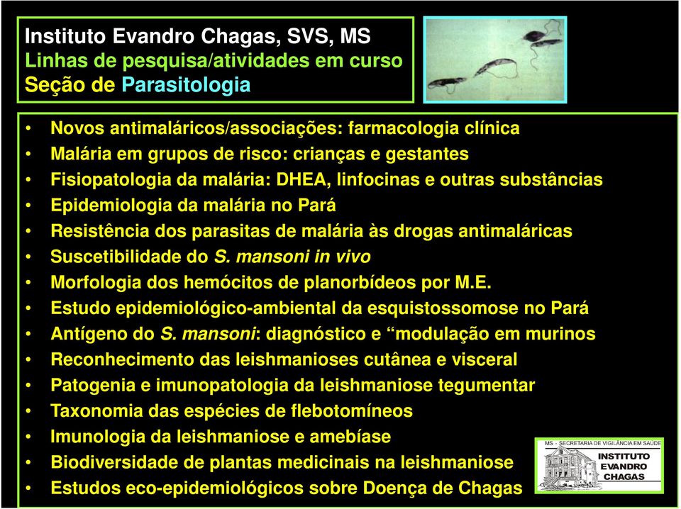 mansoni in vivo Morfologia dos hemócitos de planorbídeos por M.E. Estudo epidemiológico-ambiental da esquistossomose no Pará Antígeno do S.