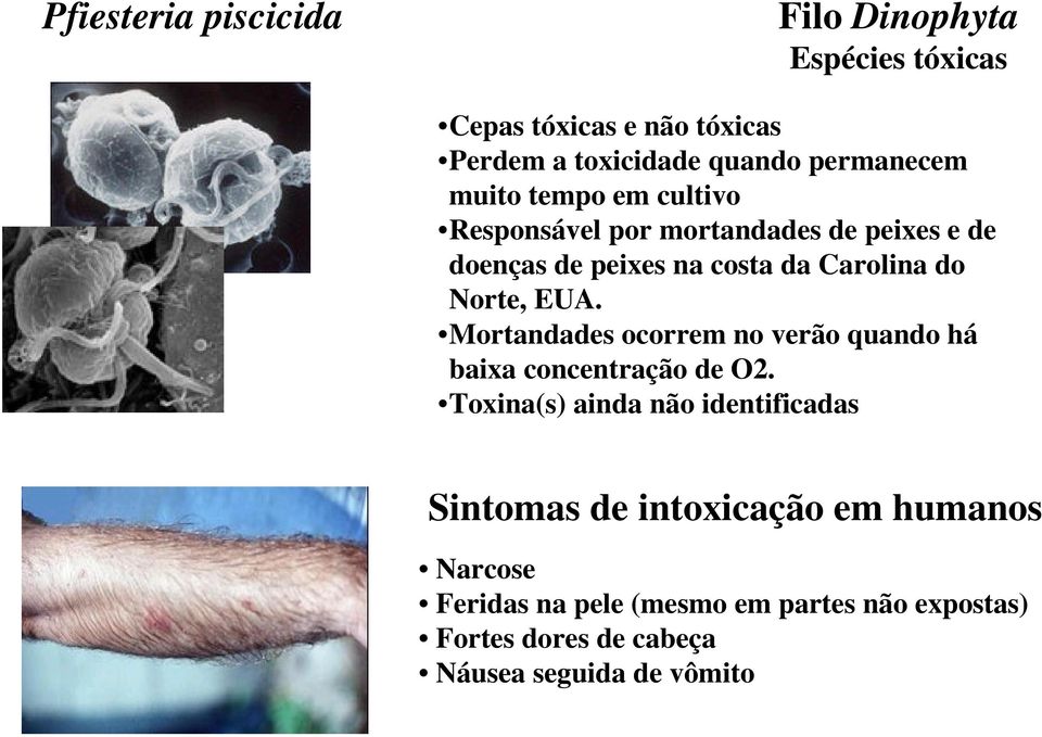 Mortandades ocorrem no verão quando há baixa concentração de O2.