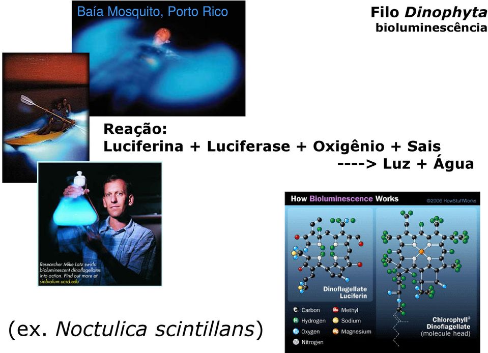 Luciferina + Luciferase +