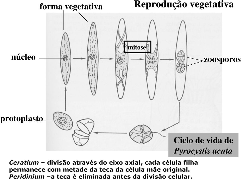 filha permanece com metade da teca da célula mãe original.