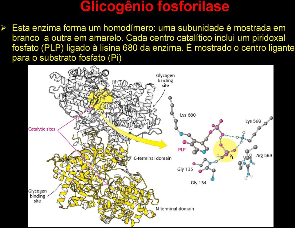 Cada centro catalítico inclui um piridoxal fosfato (PLP) ligado