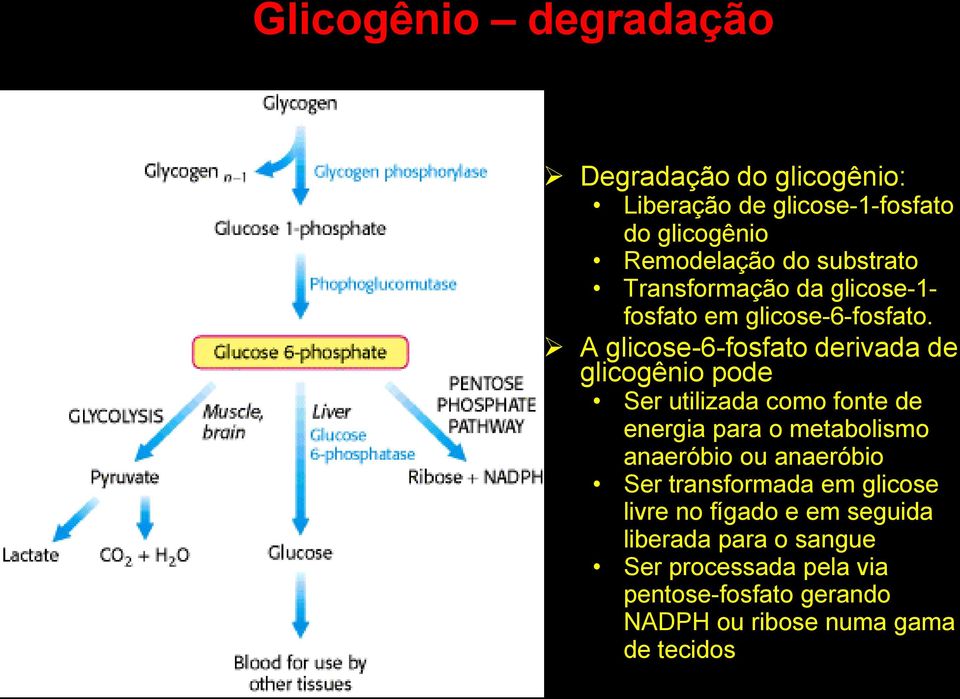 A glicose-6-fosfato derivada de glicogênio pode Ser utilizada como fonte de energia para o metabolismo anaeróbio ou
