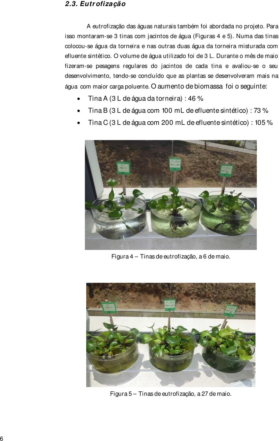 Durante o mês de maio fizeram-se pesagens regulares do jacintos de cada tina e avaliou-se o seu desenvolvimento, tendo-se concluído que as plantas se desenvolveram mais na água com maior carga
