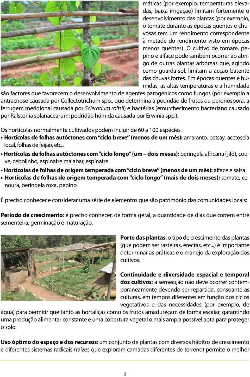 O cultivo de tomate, pepino e alface pode também ocorrer ao abrigo de outras plantas arbóreas que, agindo como guarda-sol, limitam a acção batente das chuvas fortes.