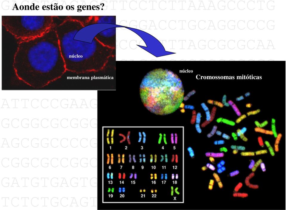 Cromossomas mitóticas AGCCGAGTGGGCCCGAGCGCTTCCGAGC membrana plasmática