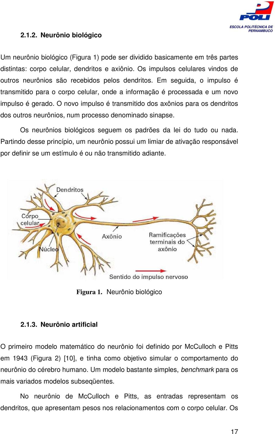 O novo impulso é transmitido dos axônios para os dendritos dos outros neurônios, num processo denominado sinapse. Os neurônios biológicos seguem os padrões da lei do tudo ou nada.