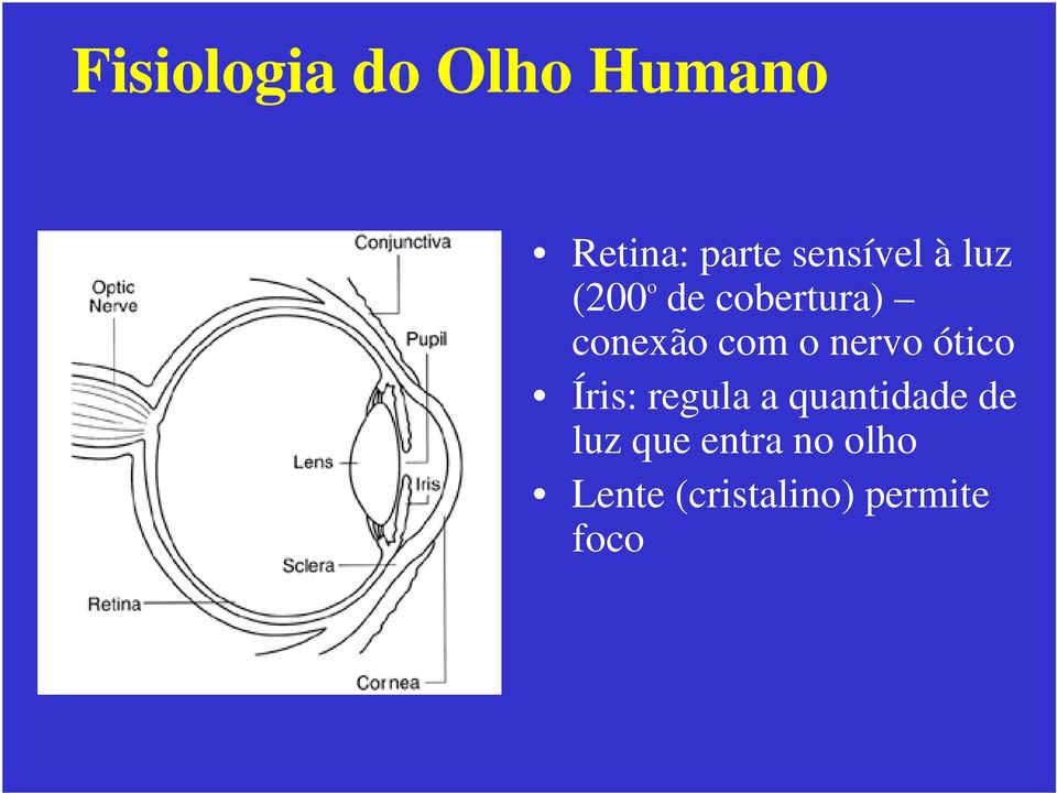 com o nervo ótico Íris: regula a quantidade