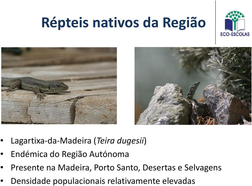 Presente na Madeira, Porto Santo, Desertas e