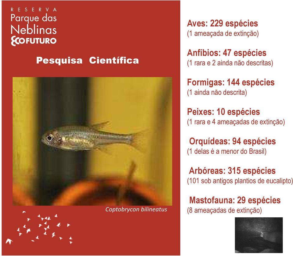 ameaçadas de extinção) Orquídeas: 94 espécies (1 delas é a menor do Brasil) Arbóreas: 315 espécies