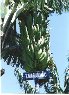 Terra-Maranhão (Figuras 12 e 13): Grupo genômico AAB, cultivar de Plátano tipo Francês (French Plantain), mutante de Terra, porte alto, apresentando 4,90 m neste experimento, tardia, de alta