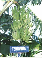 Terrinha (Figuras 16 e 17): Grupo genômico AAB, cultivar de Plátano tipo Francês, mutante de Terra, porte médio, precoce e de baixa produtividade.