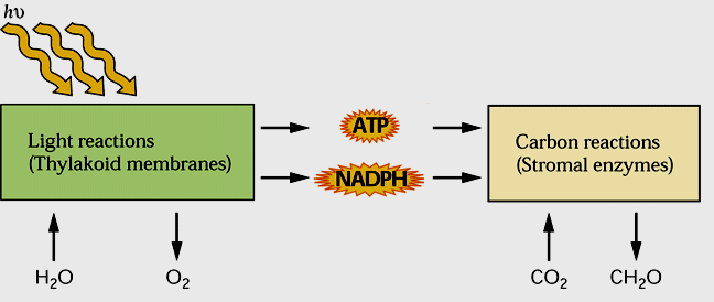 ATP e NADPH formados vão ser fonte de energia